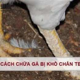 cách chữa gà khô da