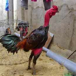 cách làm da gà chọi dày và đỏ
