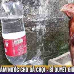 cách làm nước cho gà chọi khi đá