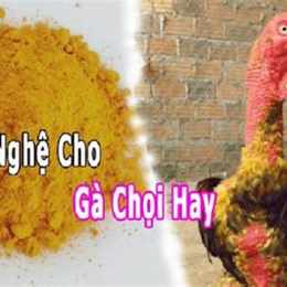 cách ngâm nghệ cho gà đá cựa sắt