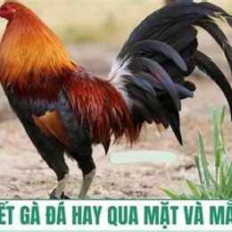 cách nhận biết gà đá hay