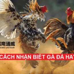 cách nhận biết gà đá mu lưng
