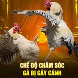 cách nuôi gà đá bị gãy cánh