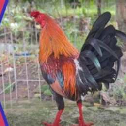 cách nuôi gà đá bo lớn