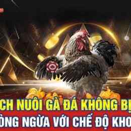 cách nuôi gà đá không bị bệnh