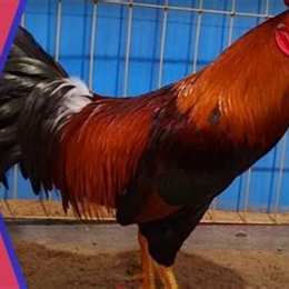 cách nuôi gà đá không bị hóc