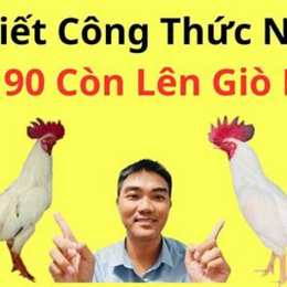 cách nuôi gà đá không chạy
