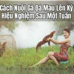 cách nuôi gà đá mau lên ký