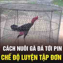 cách nuôi gà đá tới pin