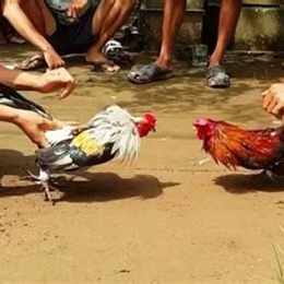 cach nuoi ga da