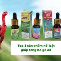 cách nuôi gà trống đá tăng cơ bắp