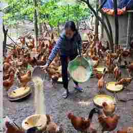 cách pha trộn thức ăn cho gà đá