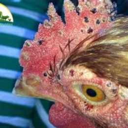 cách phòng bệnh nấm da ở gà con