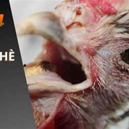 cách trị gà đá bị khò khè