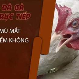 cách trị gà đá bị phù