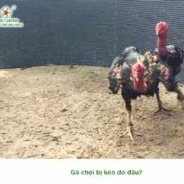 cách trị gà đá kén ăn