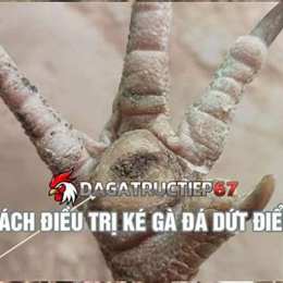 cách trị gà đá người