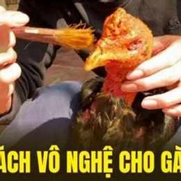 cách vô nghệ gà đá