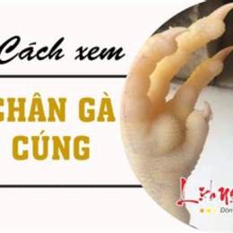 cách xem chân gà đá