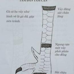 cách xem gà đá