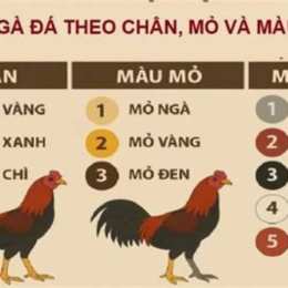 cách xem màu mạng gà đá