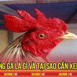 cách xem mồng gà đá