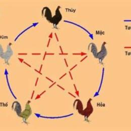 cách xem tướng gà đá cựa sắt
