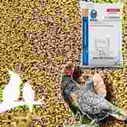 cám gà đá