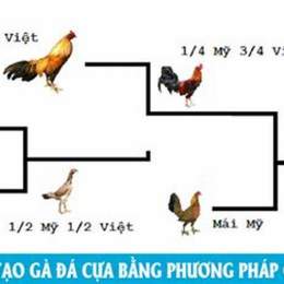 cận huyết sơ đồ lai tạo gà đá
