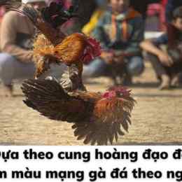 cap ga da theo ngay am