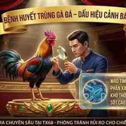 casino 888 đá gà