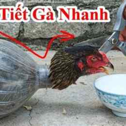 cắt lông gà đá