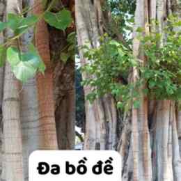 cây bồ đà cho gà ăn