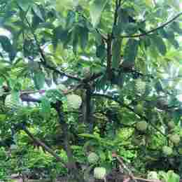 cây đá gà tuổi thơ