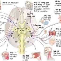 chèn ép dây thần kinh cổ vai gáy