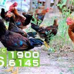 chó ăn đá gà ăn sỏi là gì