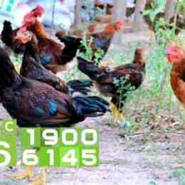 chó ăn đá gà ăn sỏi nghĩa là gì