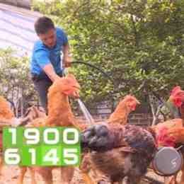 chó ăn đá gà ăn sỏi