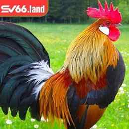 chợ tốt gà đá bình dương