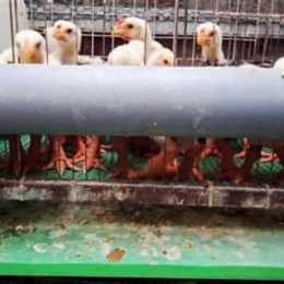 chợ tốt gà đã dĩ an