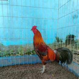 cho tốt gà đá kiên giang