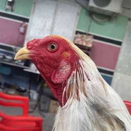 chợ tốt, gà đá long an