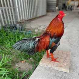 chợ tốt gà đá quận 10