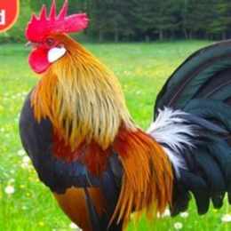 chợ tốt gà đá quan 6