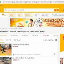 chợ tốt gà đá quận phú nhuận