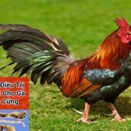 cho xem đá gà thomo