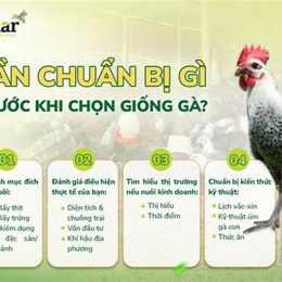 chọn giống gà đá