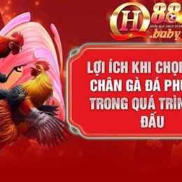 chọn màu chân gà đá