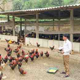 chuồng nuôi gà đá