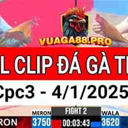 clip đá gà bảo sting